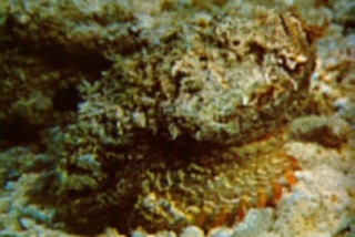 stone fish