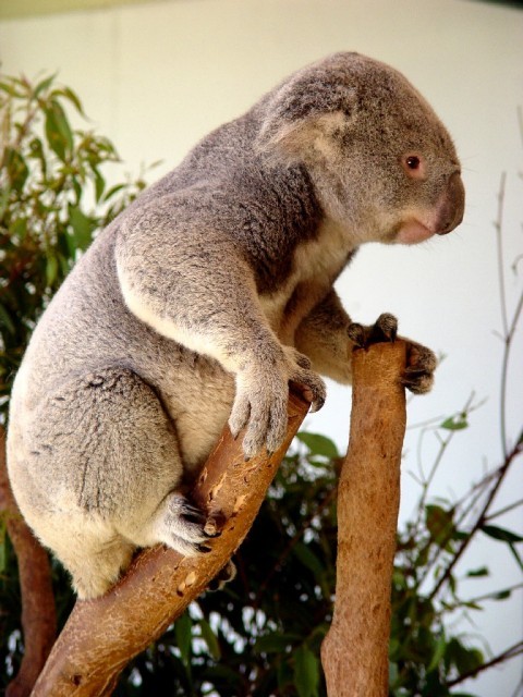 koala climbing