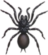 funnel-web spider female