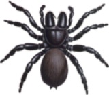mouse spider female