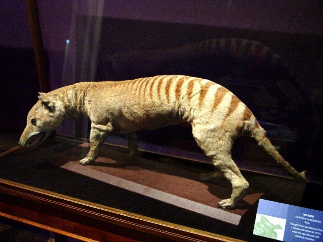 thylacine in museum
