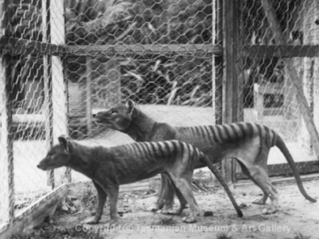 thylacines in zoo