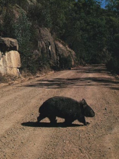 wombat crossing a road